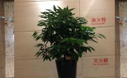 平安树 喜光植物租摆